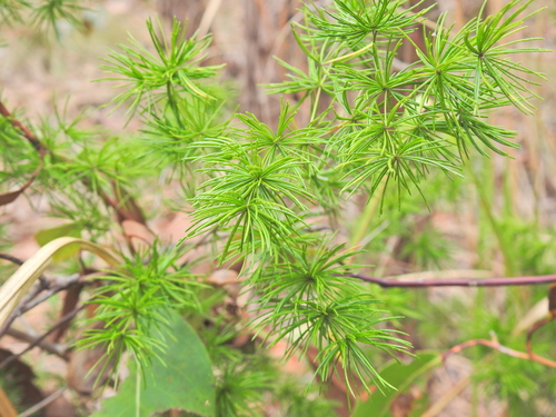 Image of Ming Asparagus by (c) Scott W. Gavins, some rights reserved (CC BY)