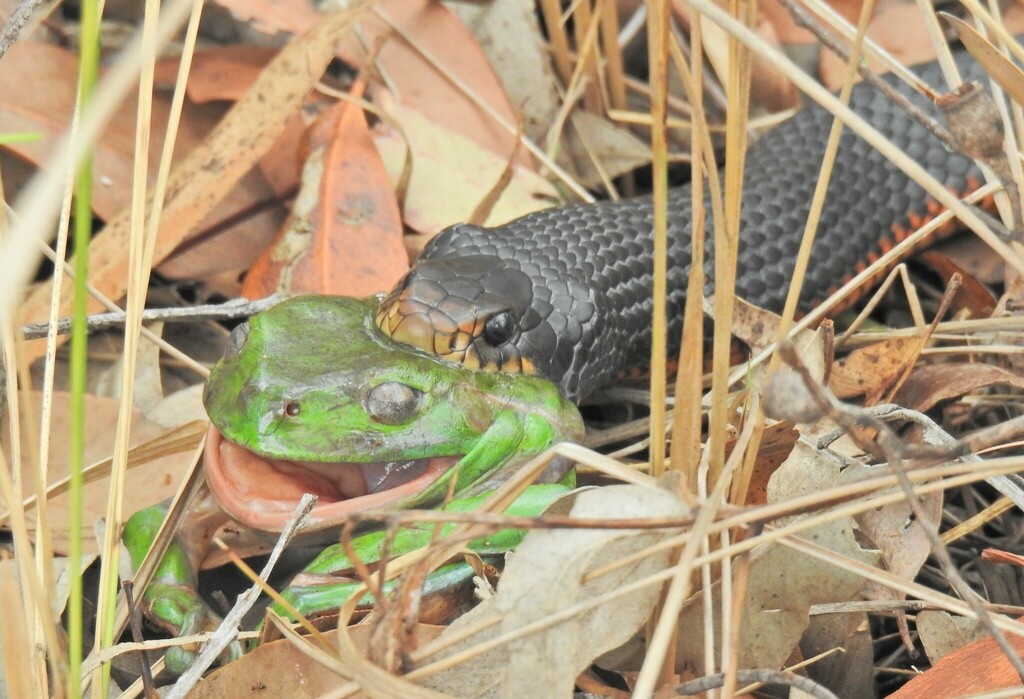Redbellied Black Snake from Maryborough QLD 4650, Australia on