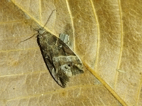 Photo of Buttoned Snout (Hypena rostralis)