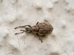 Peritelus sphaeroides