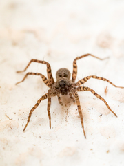 Pardosa