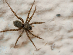 Pardosa
