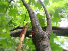 Coccobaphes frontifer