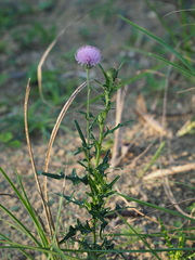 Cirsium lineare