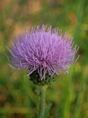 Cirsium lineare