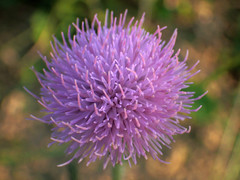 Cirsium lineare