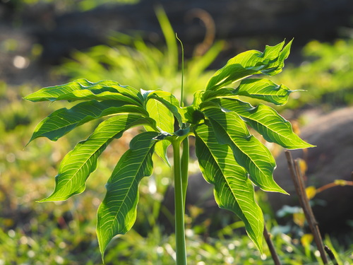 Arisaema heterophyllum Blume