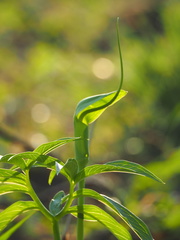 Arisaema heterophyllum