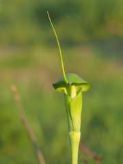 Arisaema heterophyllum