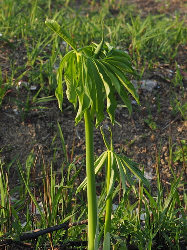 Image of Arisaema heterophyllum by no rights reserved