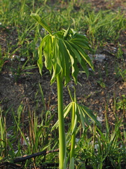 Arisaema heterophyllum