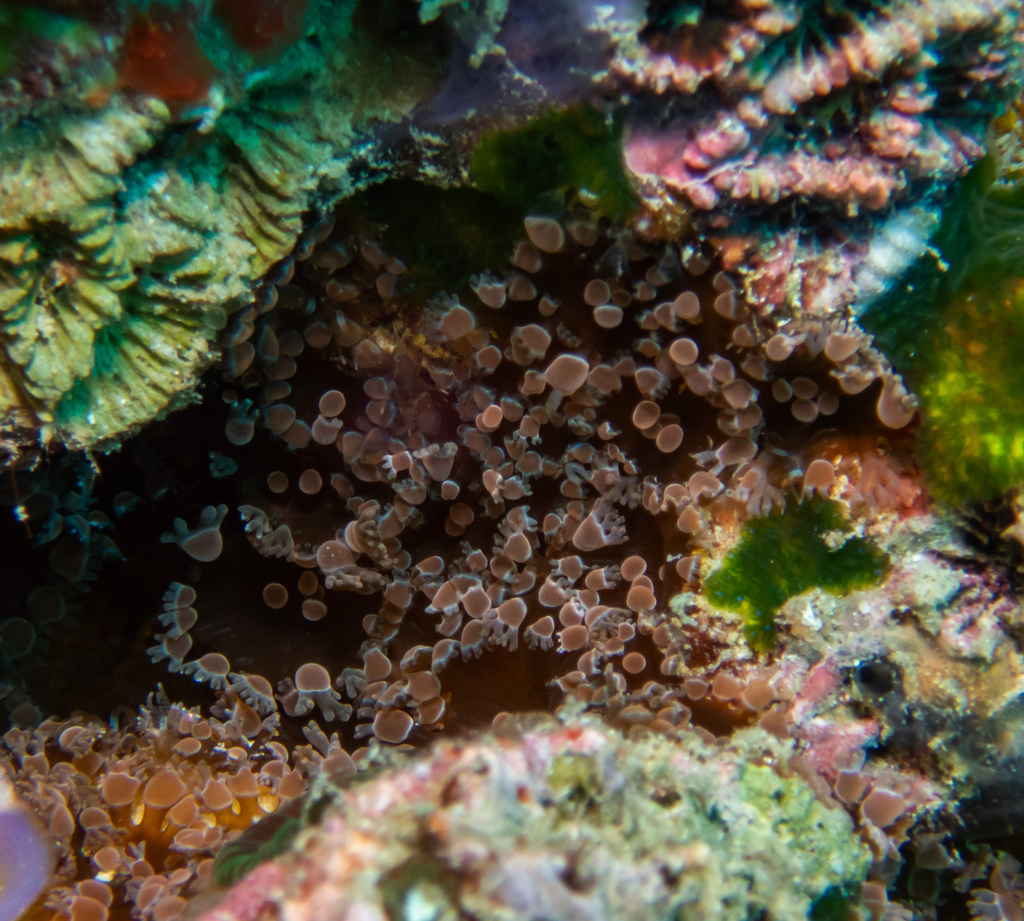 Crab anemone