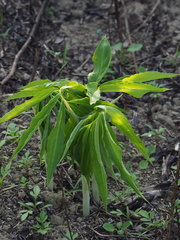 Arisaema heterophyllum