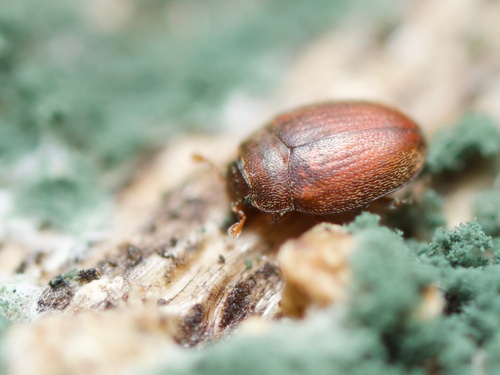 Mychocerinus depressus