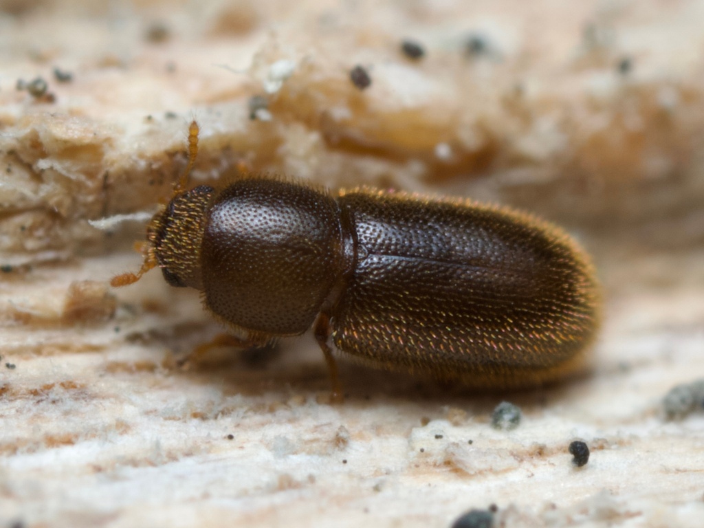 Cis creberrimus
