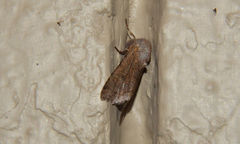 Orthosia pacifica