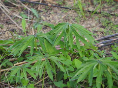 Syneilesis hayatae