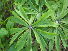 Syneilesis hayatae
