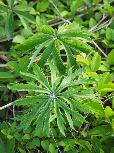 Image of Syneilesis Hayatae (Syneilesis hayatae) by no rights reserved