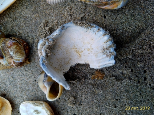 Rough Cockle, zandmotor, photo 10 of 10