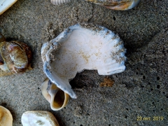Acanthocardia tuberculata