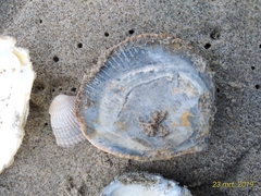 Laevicardium crassum