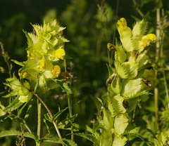 Rhinanthus minor