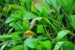 Plantago longissima
