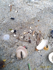 Echinocyamus pusillus