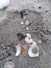 Echinocyamus pusillus