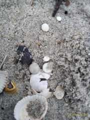 Echinocyamus pusillus