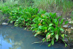 Plantago longissima