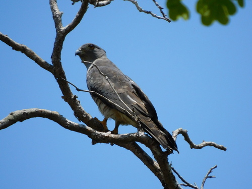 African Cuckoo-Hawk