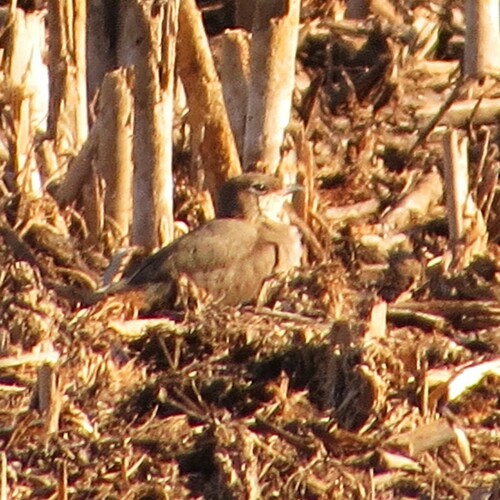 Collared Pratincole (Glareola pratincola), photo 7