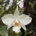 Dendrobium infundibulum - Photo (c) Dominique Hämmerli, some rights reserved (CC BY-NC), uploaded by Dominique Hämmerli