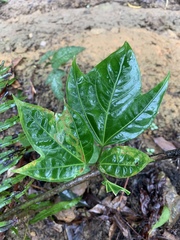 Dendropanax dentiger