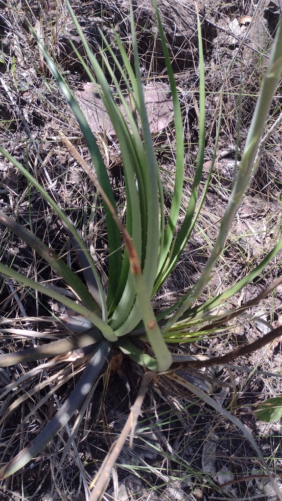Dyckia goiana