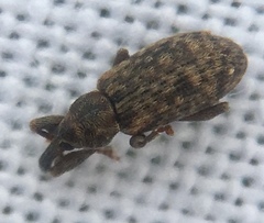 Dorytomus taeniatus