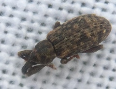 Dorytomus taeniatus