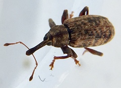 Dorytomus taeniatus
