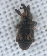 Dorytomus taeniatus