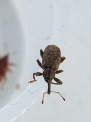 Dorytomus taeniatus