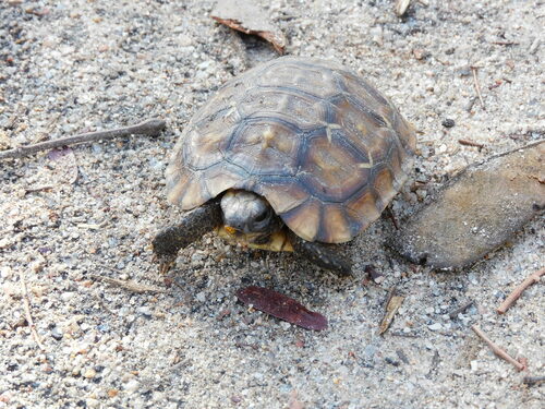 Eastern Hinged-Back Tortoise