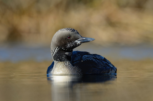 Plongeon arctique
