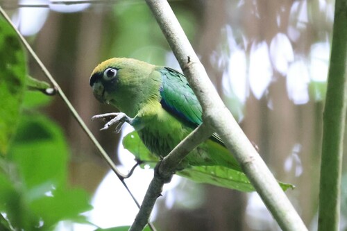 Scarlet-shouldered Parrotlet (Touit huetii), photo 6