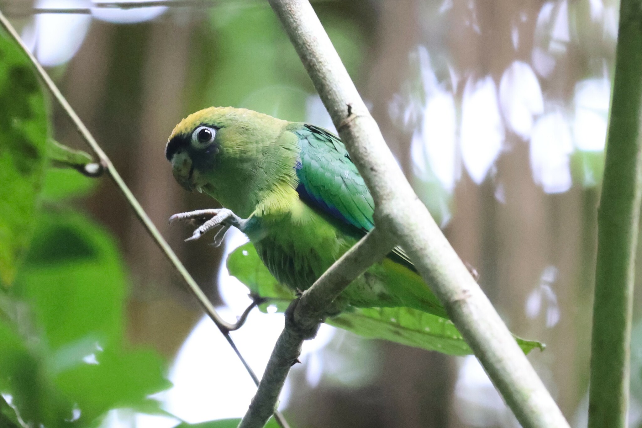 Scarlet-shouldered Parrotlet (Touit huetii), photo 1