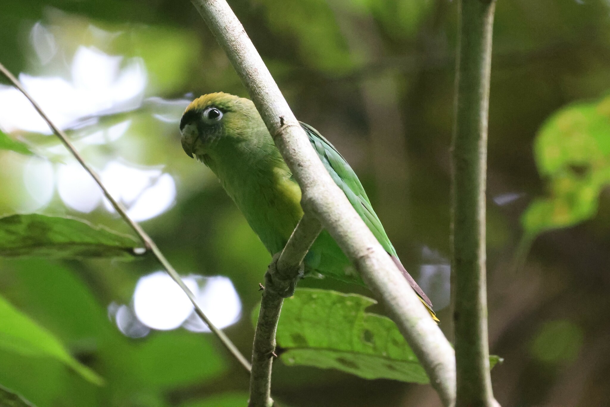 Scarlet-shouldered Parrotlet (Touit huetii), photo 2