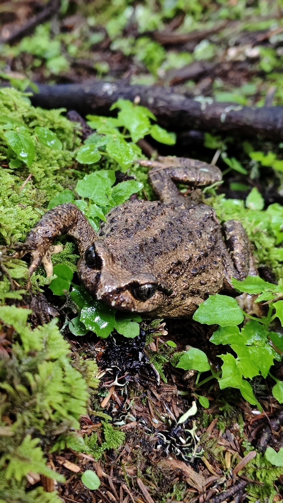 Gland-Chest Cat-Eyed Toad