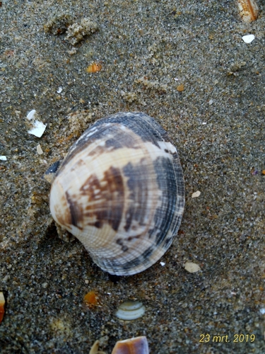 Japanese Littleneck, zandmotor, photo 7 of 10