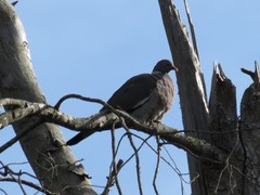 Columba palumbus